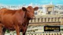 Temple Institute Clarifies Red Heifer Exercise as Sanhedrin Issues Global Warning; Christian Watchers Cite End-Times Prophecies
